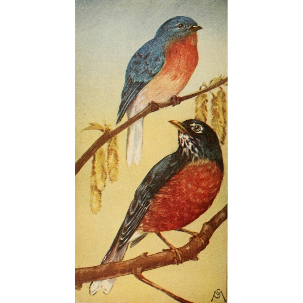 Wild Birds 1921 Bluebird and Robin Poster Print by F. S-Mathews Image 2