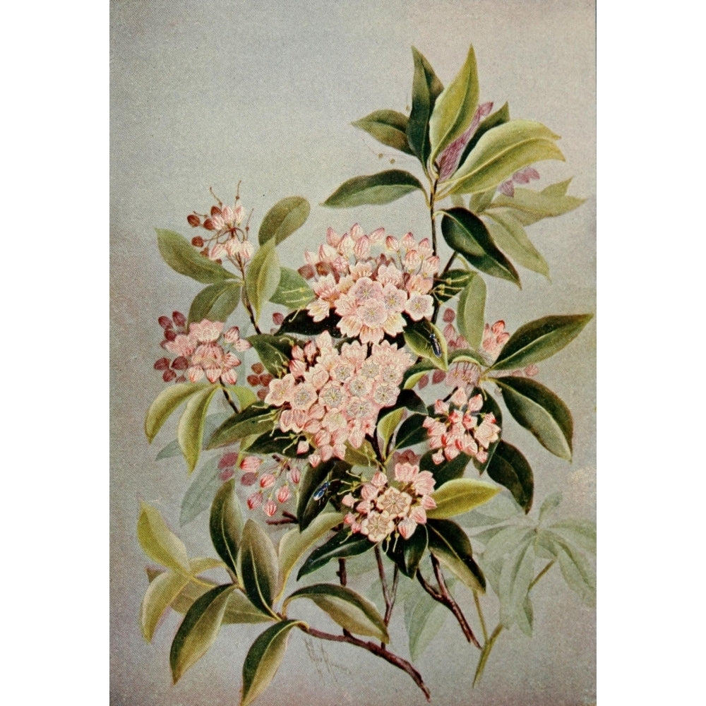 Guide to the Wild Flowers 1899 Mountain Laurel Poster Print by Ellis Rowan Image 1