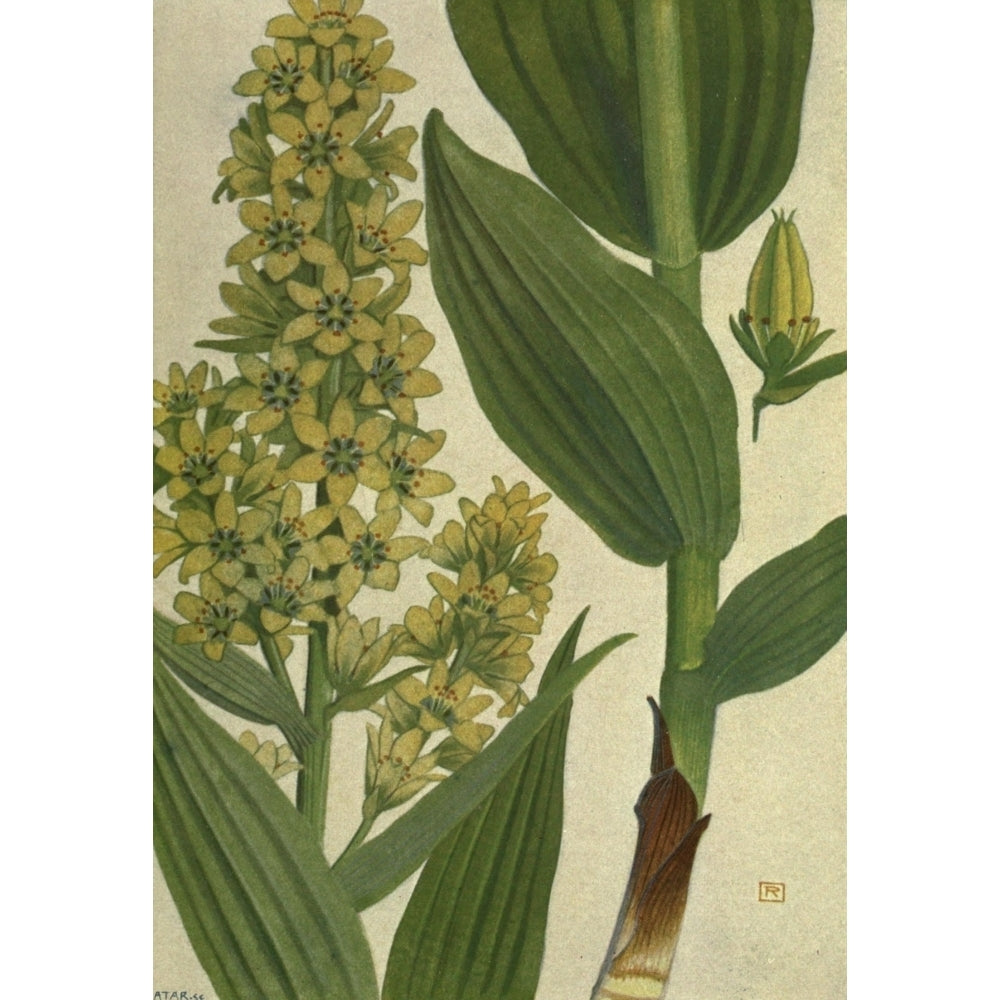 Alpine Flora 1911 Veratrum Album Poster Print by Philippe Robert Image 2