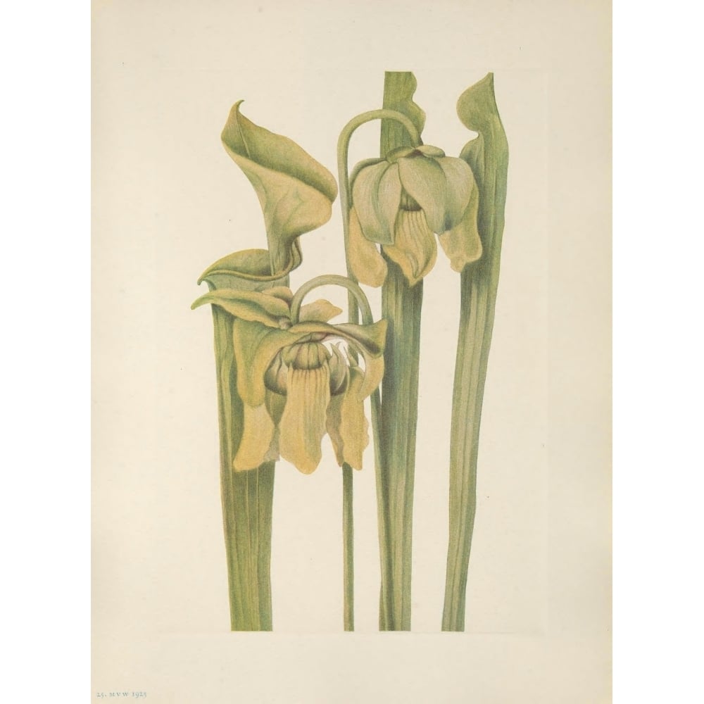 N. American Wild Flowers 1925 Trumpetleaf Poster Print by Mary V. Walcott Image 1