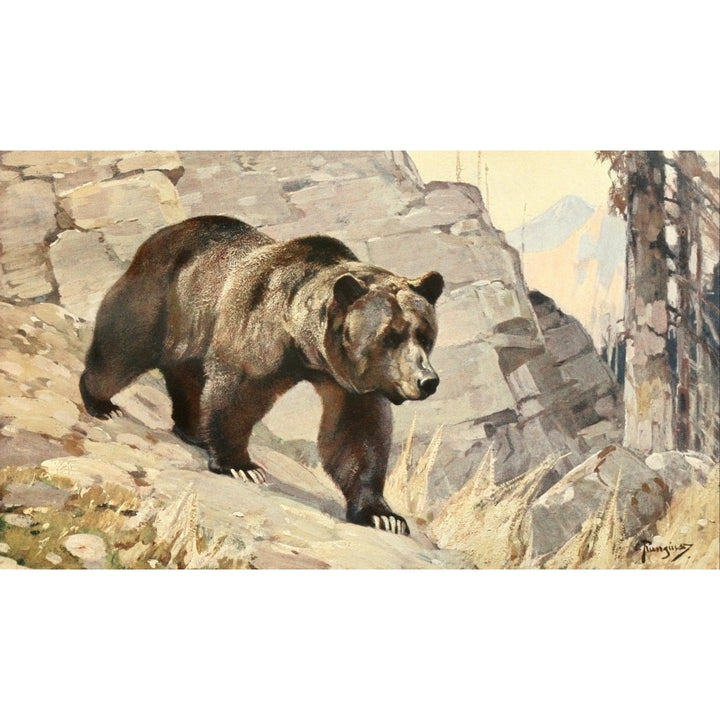 Brehms Tierleben 1911 Grizzly Bear Poster Print by Carl Rungius Image 2