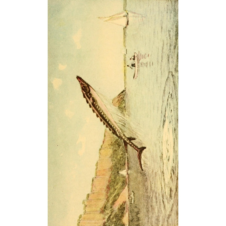 Valentines manual of old York 1919 Leaping Sturgeon in the Hudson opp. Hastings Poster Print by Unknown Image 2