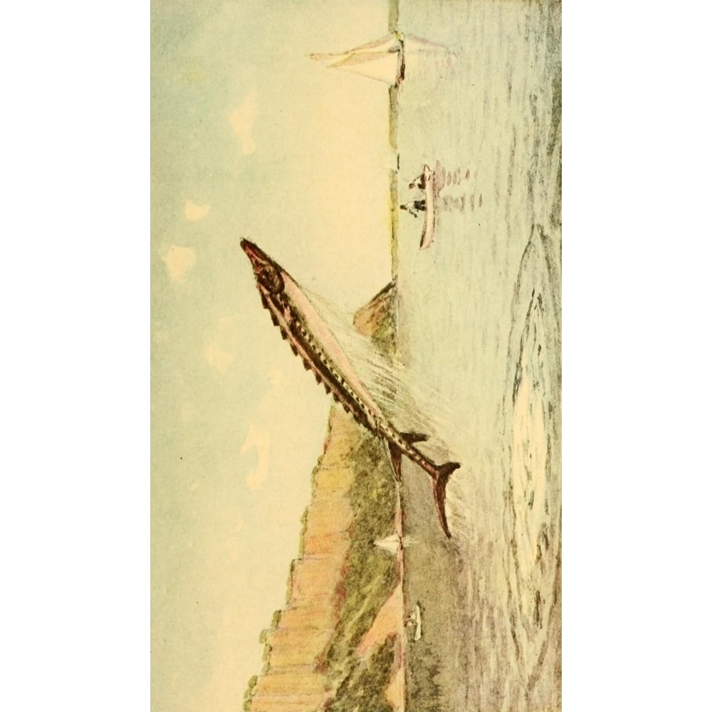 Valentines manual of old York 1919 Leaping Sturgeon in the Hudson opp. Hastings Poster Print by Unknown Image 1