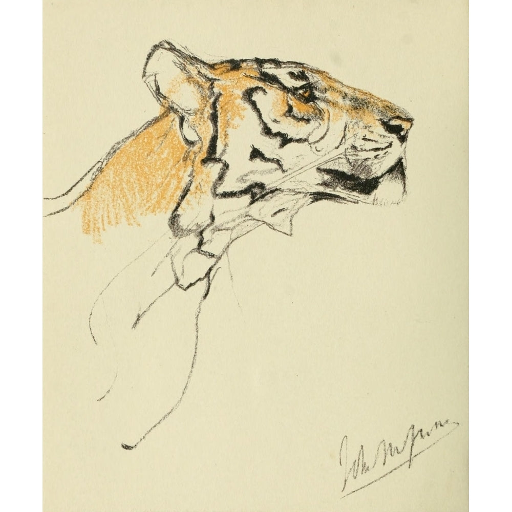 The Studio 1910 Study of a Tigers head Poster Print by John Macallan Swan Image 1