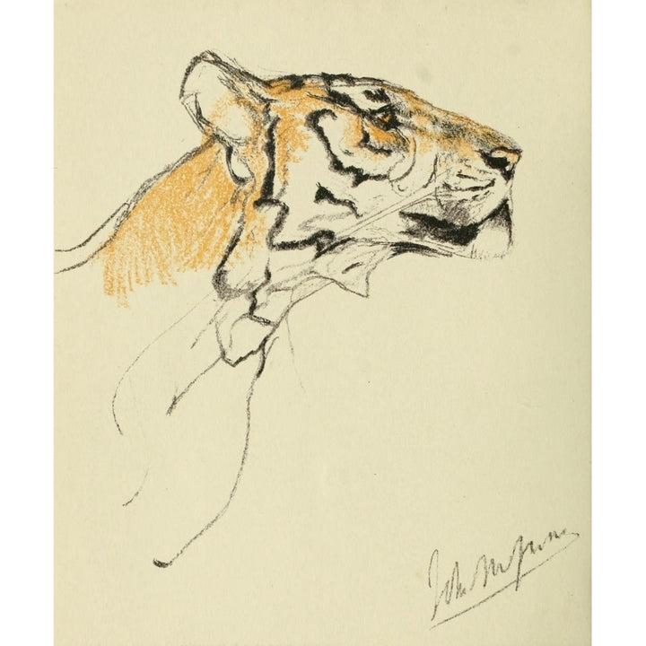 The Studio 1910 Study of a Tigers head Poster Print by John Macallan Swan Image 2