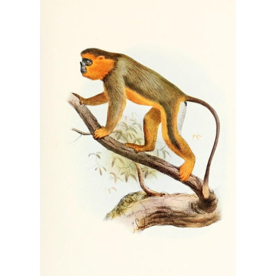 Review of the Primates 1913 Golden Snub-nosed Monkey Poster Print by Joseph Smit Image 1