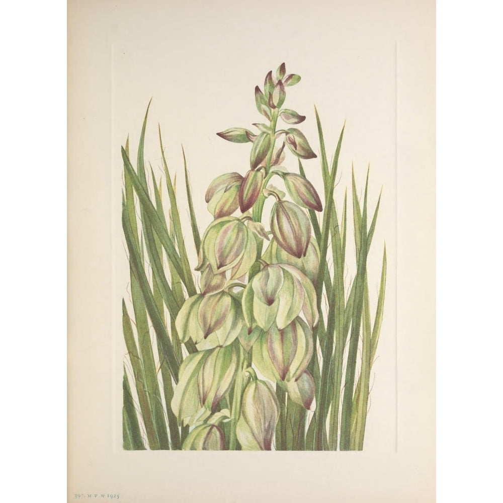 N. American Wild Flowers 1925 Yucca Poster Print by Mary V. Walcott Image 1