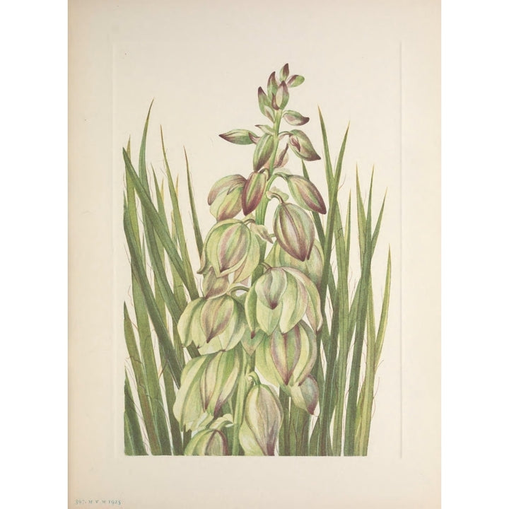 N. American Wild Flowers 1925 Yucca Poster Print by Mary V. Walcott Image 2