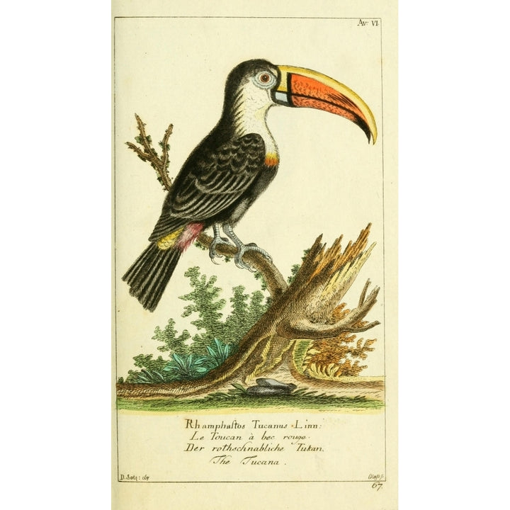 Naturgeschichte des Thierreichs 1780 Toucan Poster Print by Daniel Sotzmann Image 1