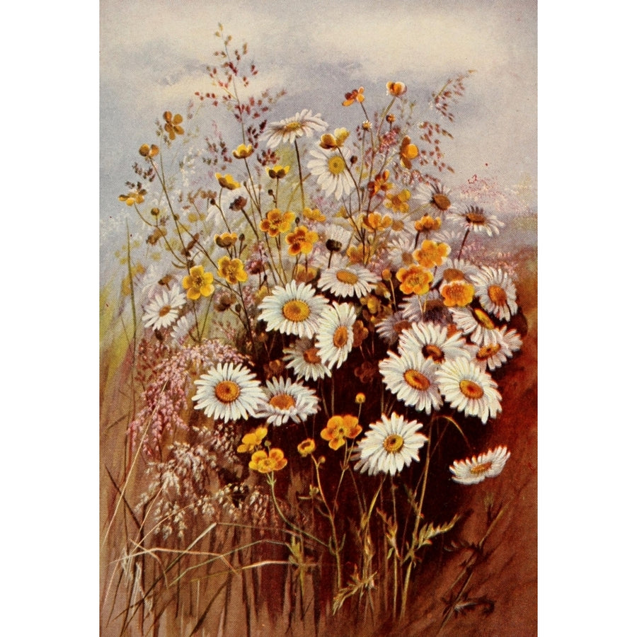 Guide to the Wild Flowers 1899 Daisies and Buttercups Poster Print by Ellis Rowan Image 1