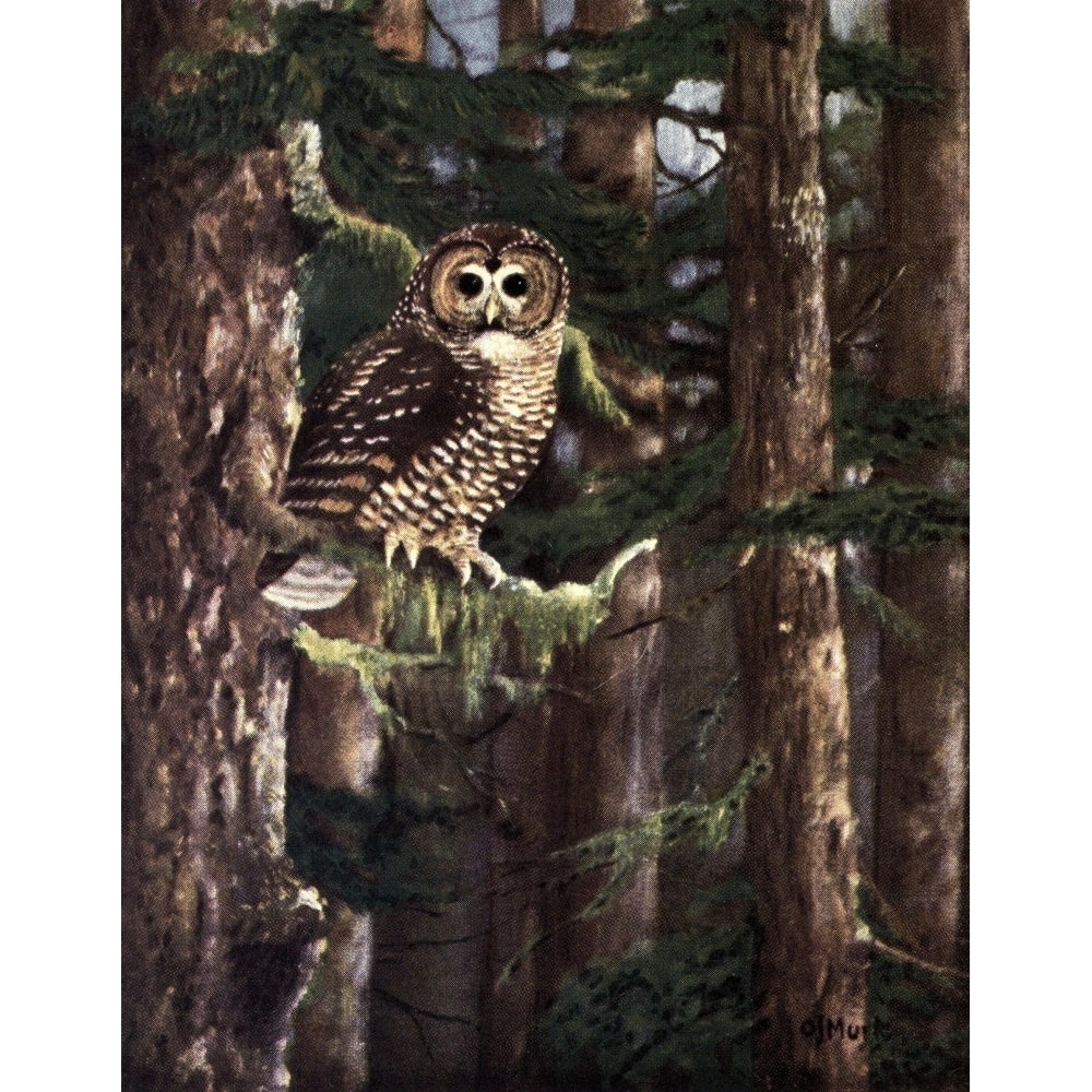 Birds of Oregon 1940 Northern Spotted Owl Poster Print by Olaus J. Murie Image 1