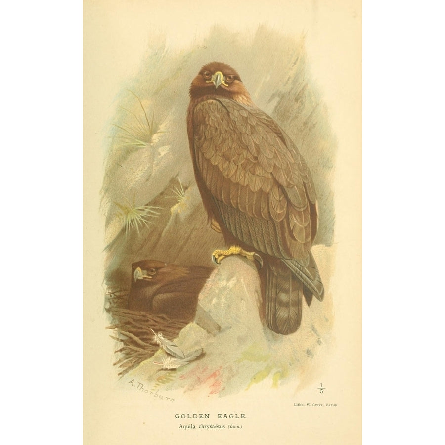 Birds of the British Islands 1885 Eagle Golden Poster Print by Archibald Thorburn Image 1