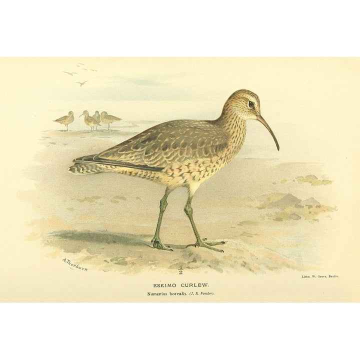 Birds of the British Islands 1885 Curlew Eskimo Poster Print by Archibald Thorburn Image 1