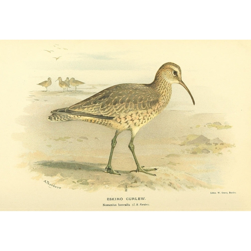 Birds of the British Islands 1885 Curlew Eskimo Poster Print by Archibald Thorburn Image 2