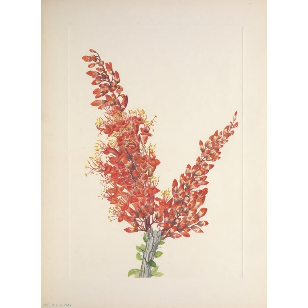 N. American Wild Flowers 1925 Ocotillo Poster Print by Mary V. Walcott Image 1