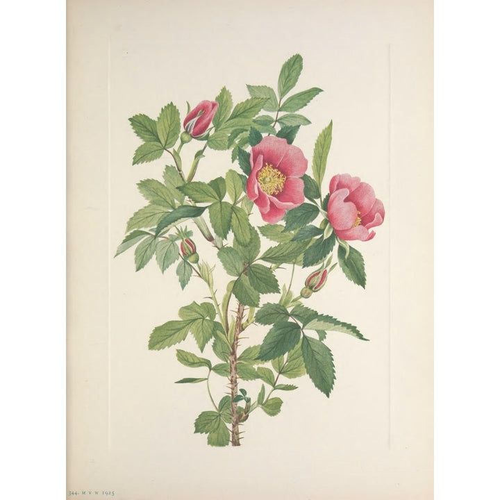 N. American Wild Flowers 1925 Bourgeau Rose Poster Print by Mary V. Walcott Image 2