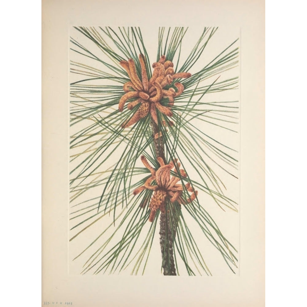 N. American Wild Flowers 1925 Loblolly Pine Poster Print by Mary V. Walcott Image 1