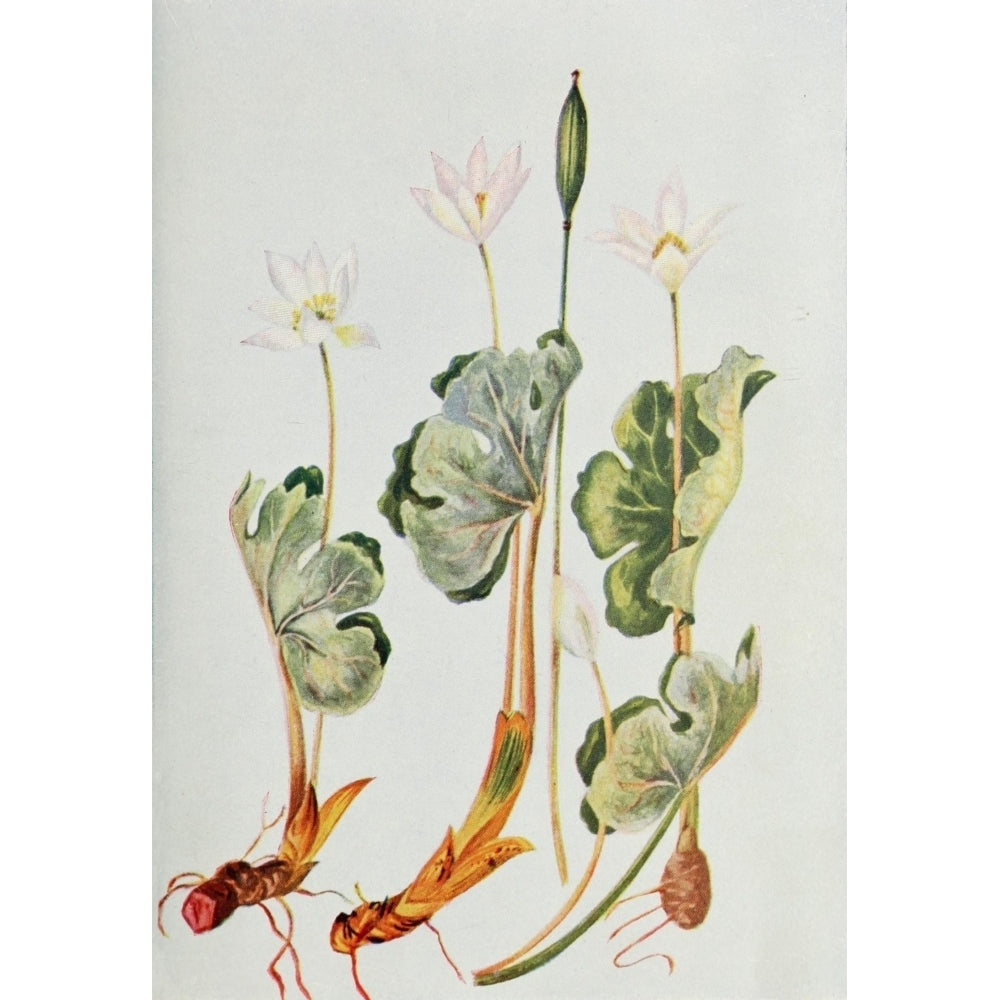 Wild Flowers 1909 Blood-root Poster Print by M. and Shaw Saterlee Image 2