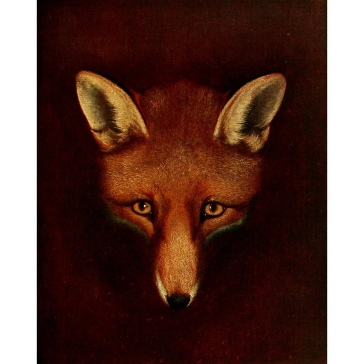 British Sporting Prints 1922 Renard the Fox Poster Print by Philip Reinagle Image 1