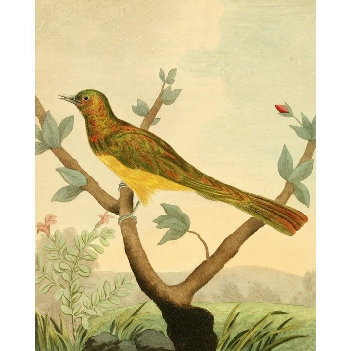 Musei Leveriani 1792 Cupreous Cuckoo Poster Print by Charles R. Ryley Image 1