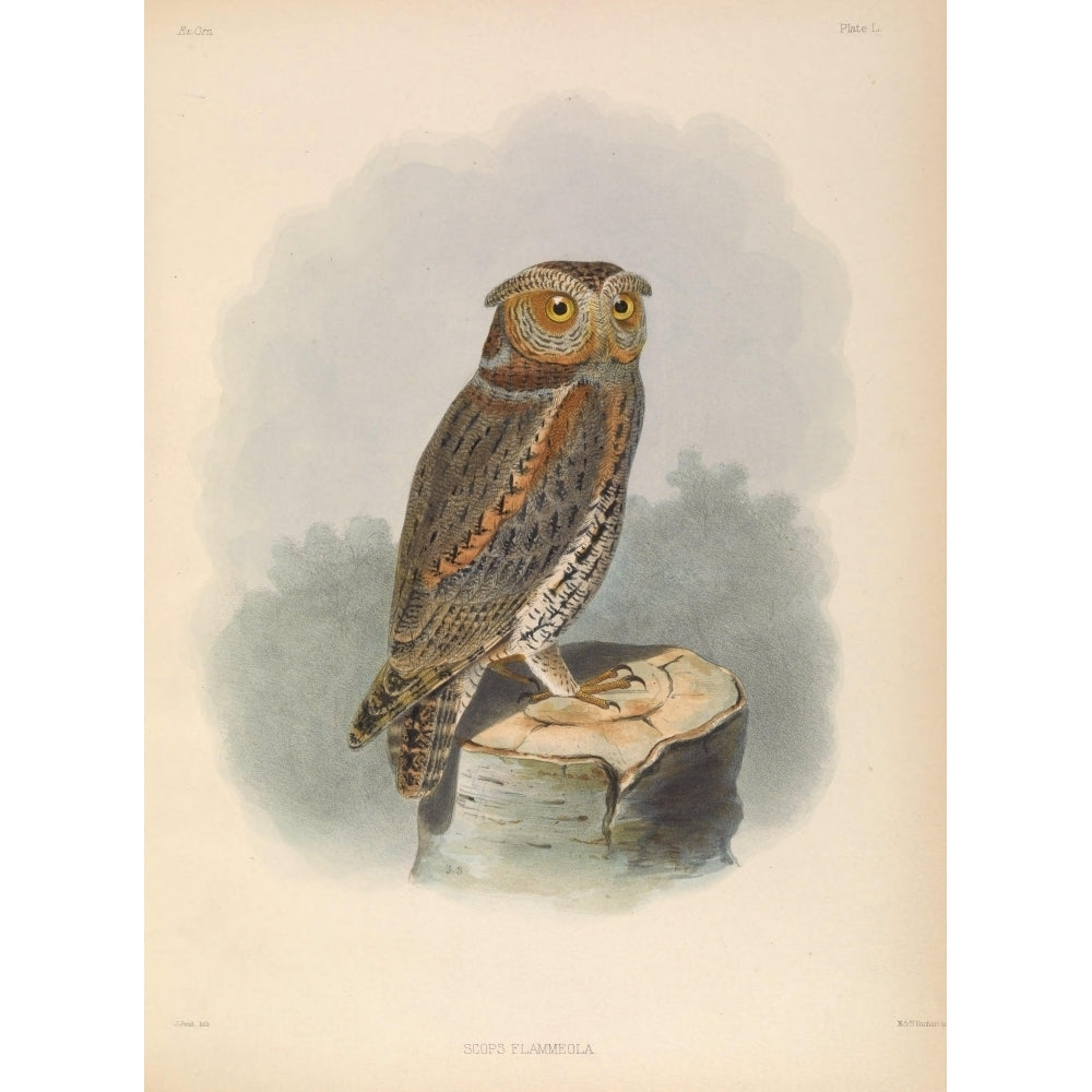 Exotic Ornithology 1869 Flammulated Owl Poster Print by Joseph Smit Image 1