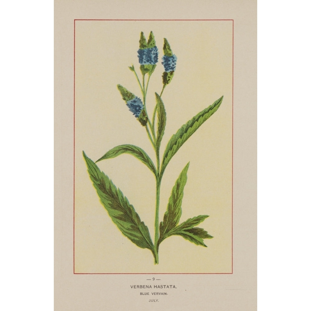 Wild Flowers of America 1894 Blue Vervain Poster Print by Unknown Image 1