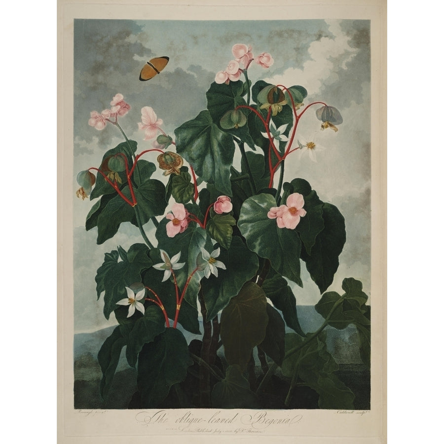 The Temple of Flora 1807 Oblique-leaved Begonia Poster Print by Philip Reinagle Image 1