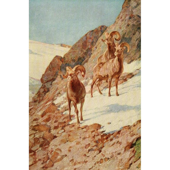 Mammals of America 1917 Bighorn Sheep Poster Print by Carl Rungius Image 2