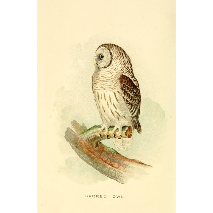 Some Birds... 1897 Barred Owl Poster Print by Unknown Image 1