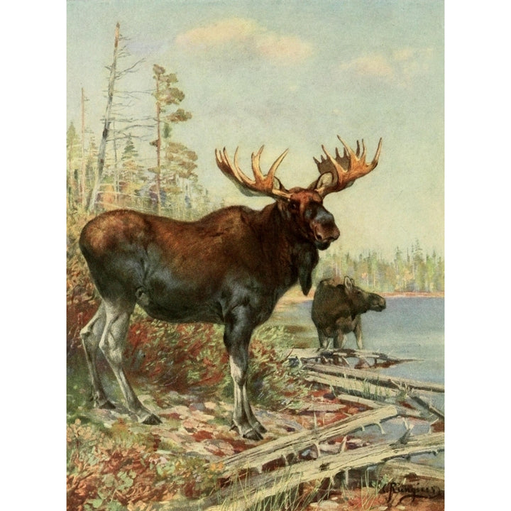 American Natural History 1914 Moose Poster Print by Carl Rungius Image 1