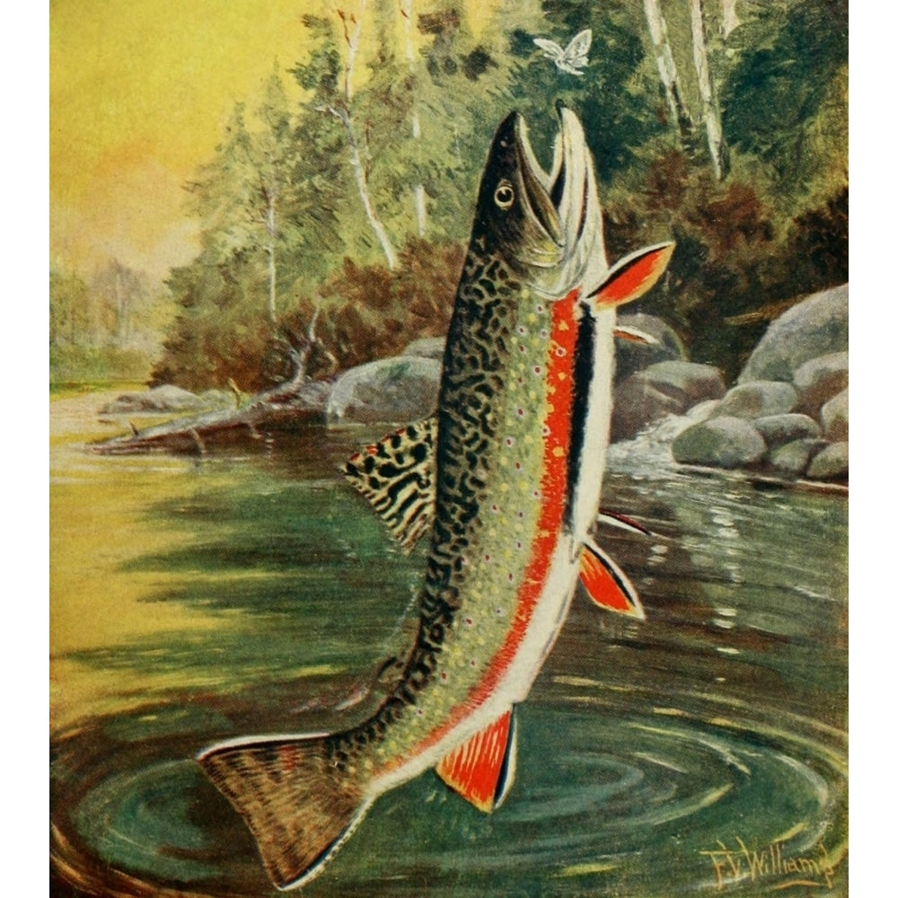 Rod and Gun in Canada 1916-22 Fly fishing Poster Print by F.V. Williams Image 2