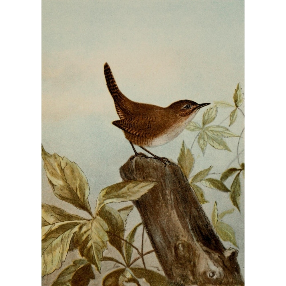 Bird Life 1901 House Wren Poster Print by Ernest T. Seton Image 1