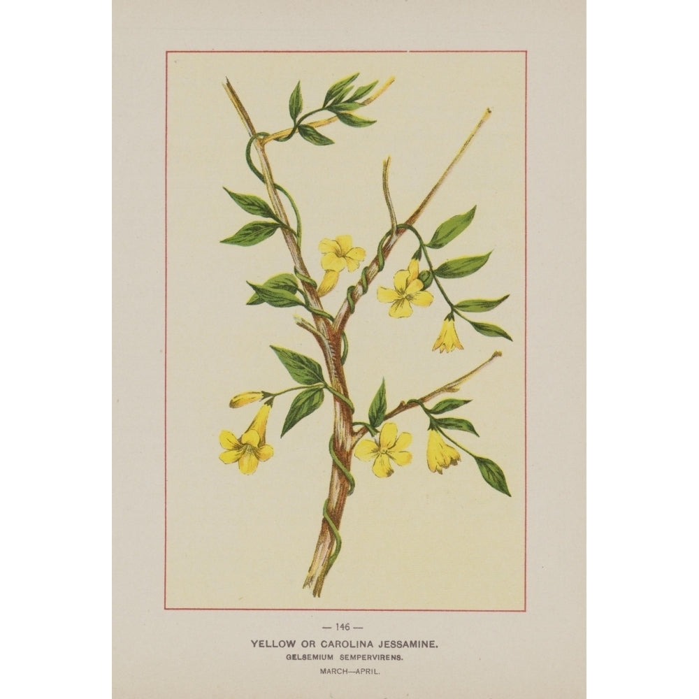 Wild Flowers of America 1894 Yellow or Carolina Jessamine Poster Print by Unknown Image 1