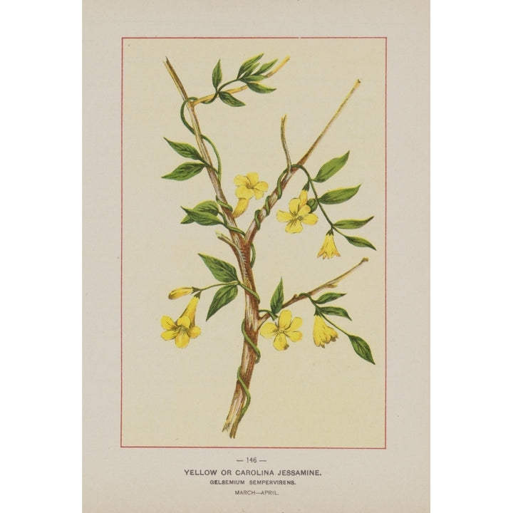 Wild Flowers of America 1894 Yellow or Carolina Jessamine Poster Print by Unknown Image 1