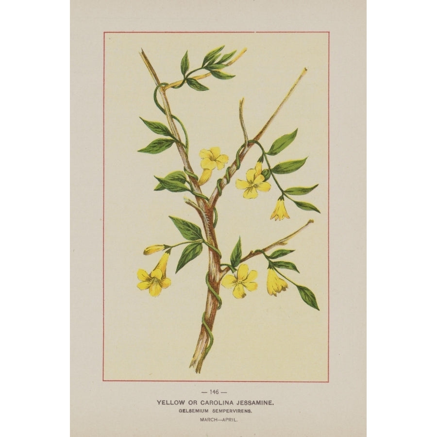 Wild Flowers of America 1894 Yellow or Carolina Jessamine Poster Print by Unknown Image 1