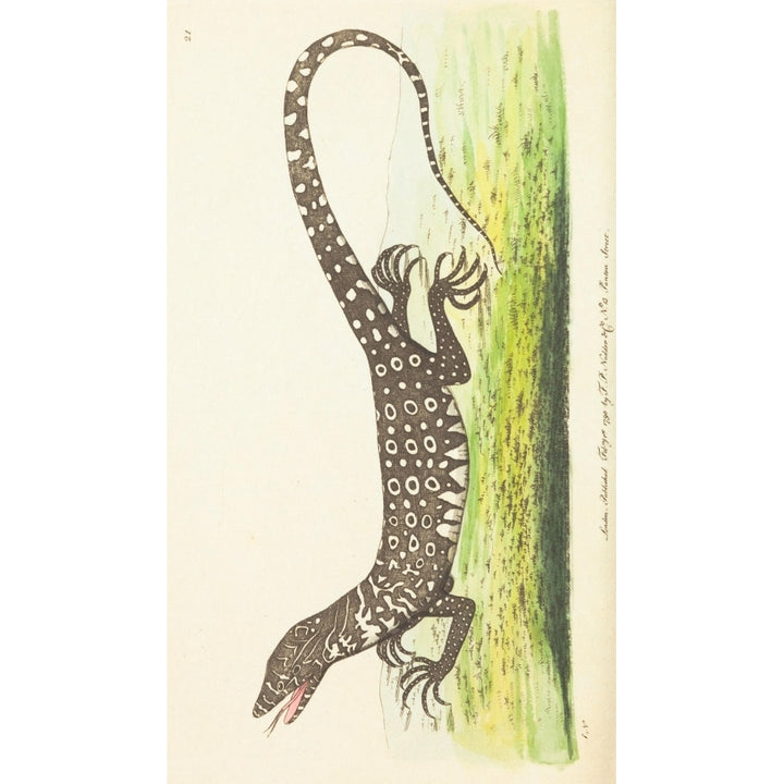 The Zoological Miscellany 1814 Monitor Lizard Poster Print by Richard P. Nodder Image 2