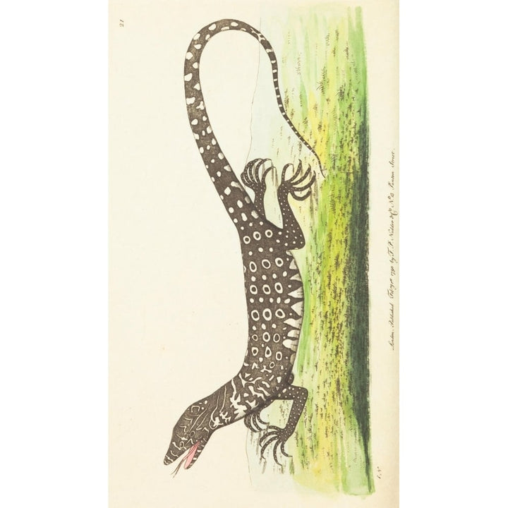 The Zoological Miscellany 1814 Monitor Lizard Poster Print by Richard P. Nodder Image 1