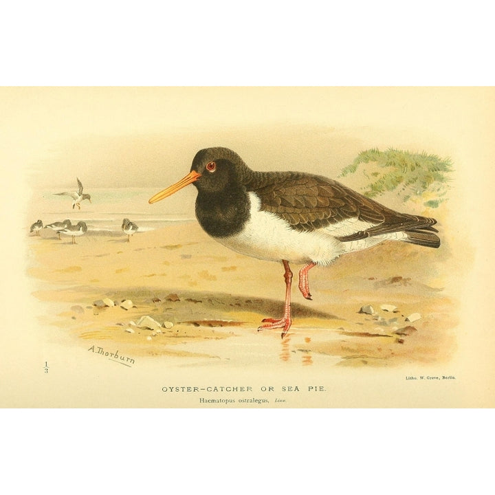 Birds of the British Islands 1885 Oyster-catcher Poster Print by Archibald Thorburn Image 2