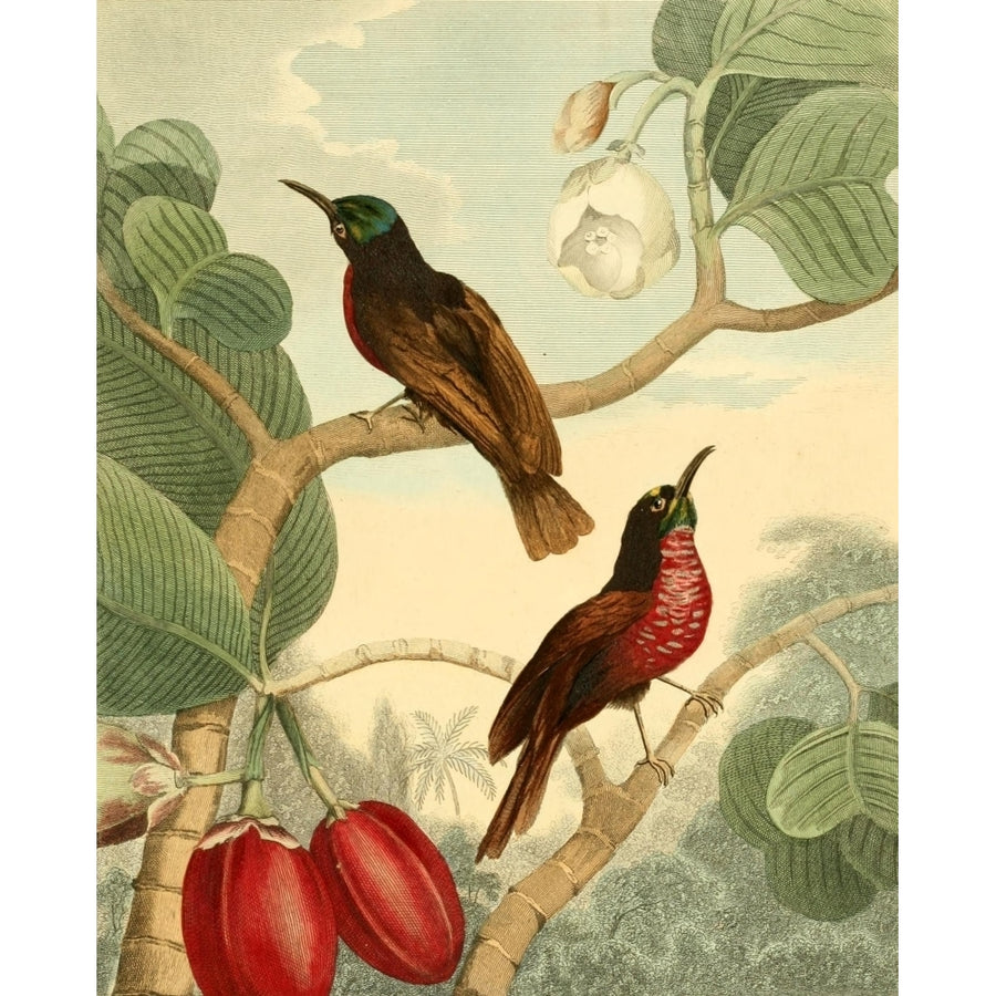 Musei Leveriani 1792 Senegal Creepers Poster Print by Charles R. Ryley Image 1