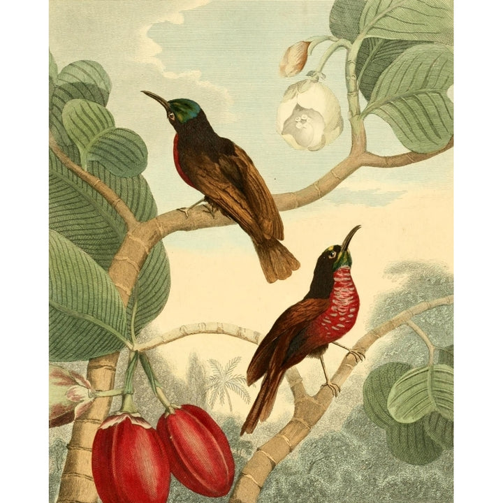 Musei Leveriani 1792 Senegal Creepers Poster Print by Charles R. Ryley Image 2