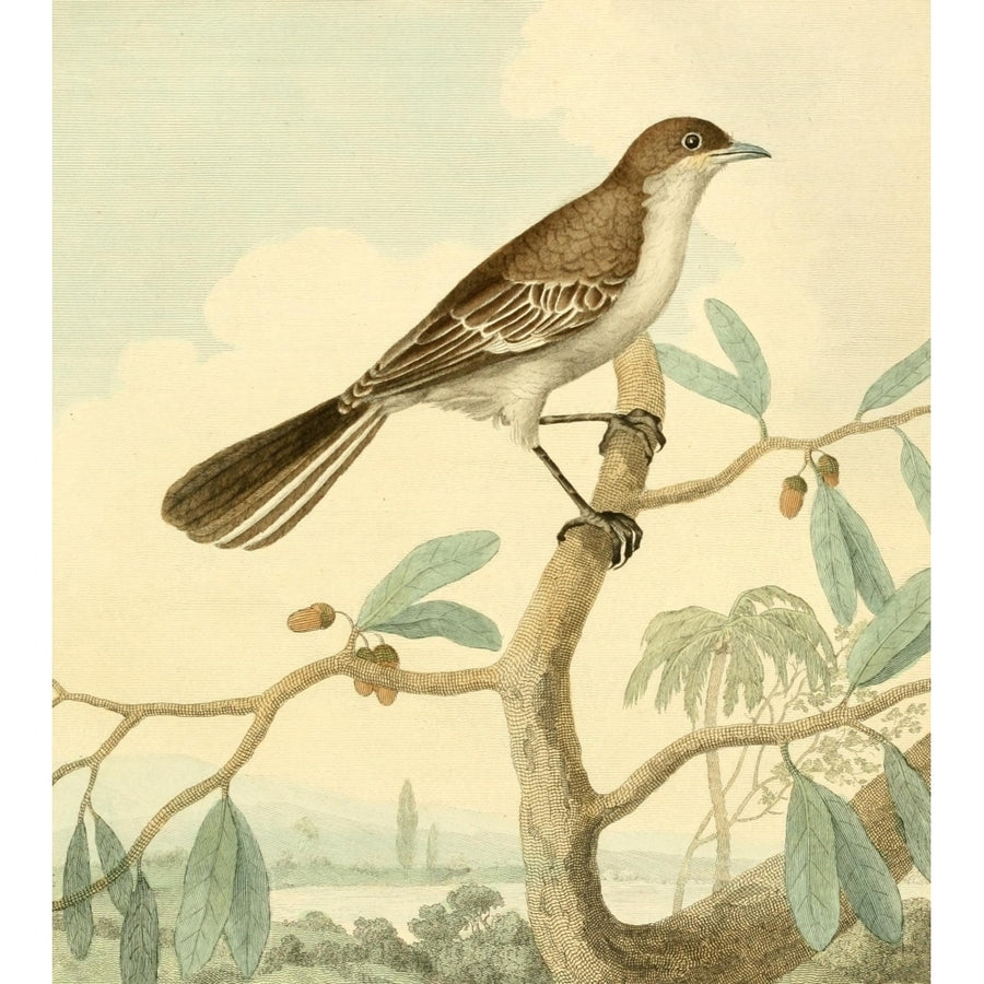 Musei Leveriani 1792 Mocking Thrush Poster Print by Charles R. Ryley Image 1