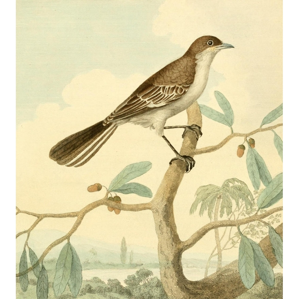 Musei Leveriani 1792 Mocking Thrush Poster Print by Charles R. Ryley Image 2