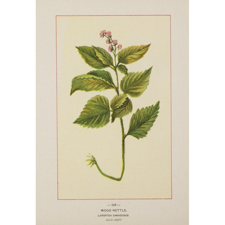 Wild Flowers of America 1894 Wood Nettle Poster Print by Unknown Image 1