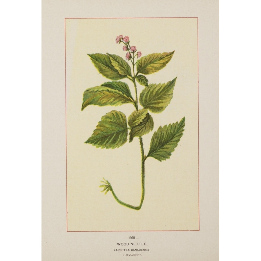 Wild Flowers of America 1894 Wood Nettle Poster Print by Unknown Image 1