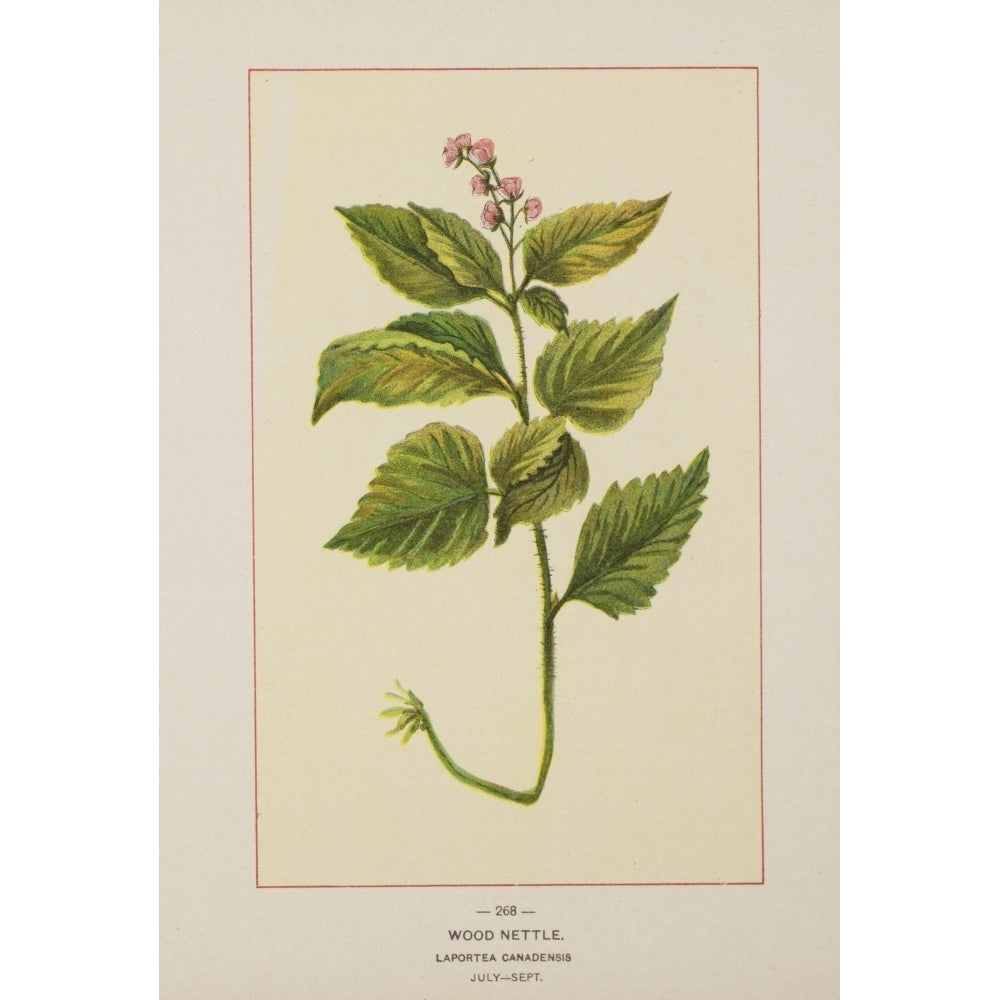 Wild Flowers of America 1894 Wood Nettle Poster Print by Unknown Image 2