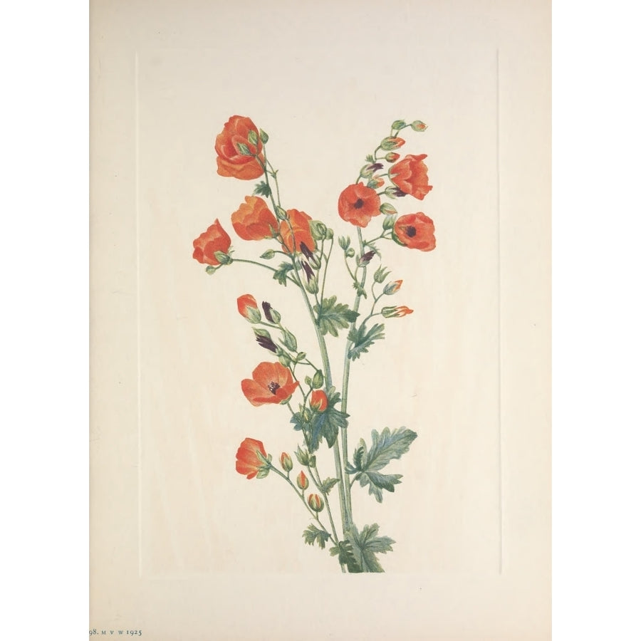 N. American Wild Flowers 1925 Scarlet Globe-mallow Poster Print by Mary V. Walcott Image 1