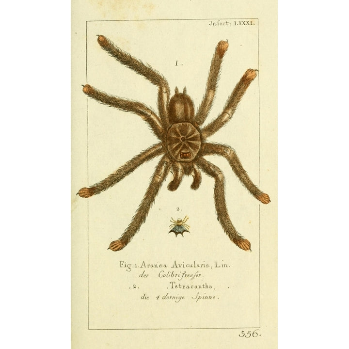 Naturgeschichte des Thierreichs 1780 Tarantula Poster Print by Daniel Sotzmann Image 1