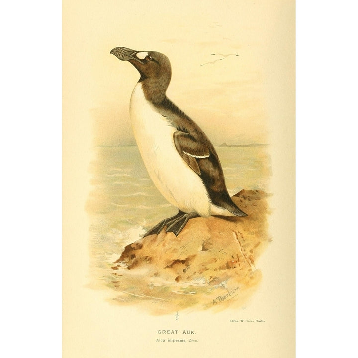 Birds of the British Islands 1885 Auk Great Poster Print by Archibald Thorburn Image 1