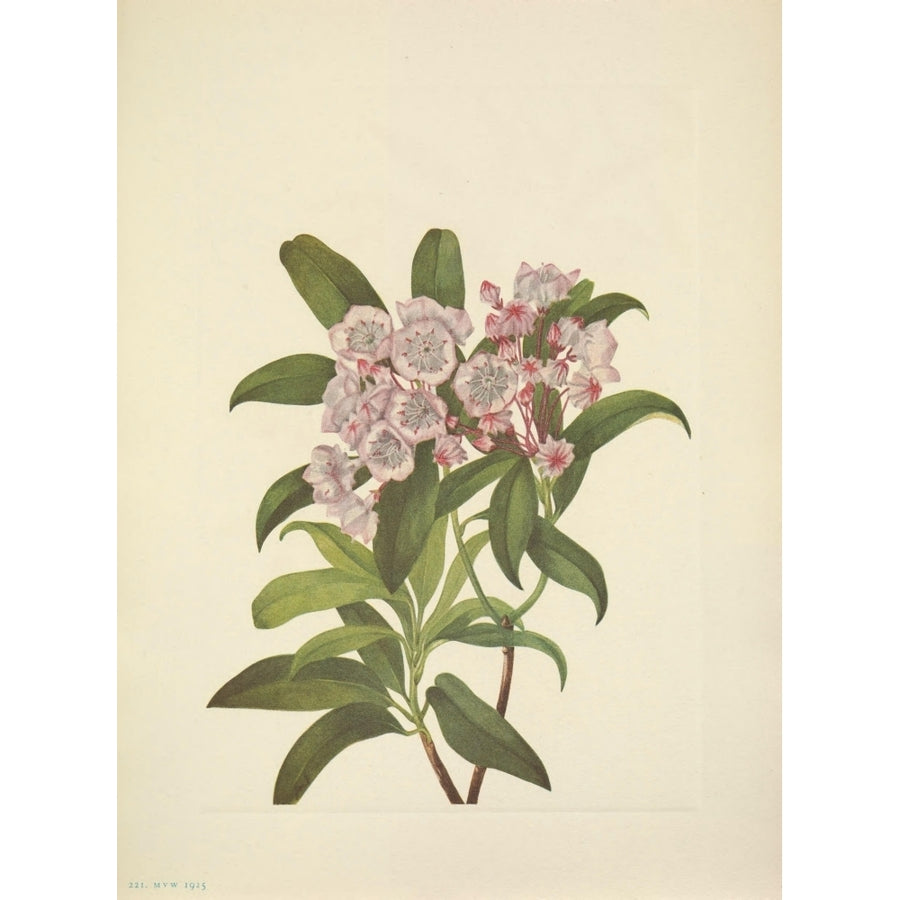 N. American Wild Flowers 1925 Mountain Laurel Poster Print by Mary V. Walcott Image 1