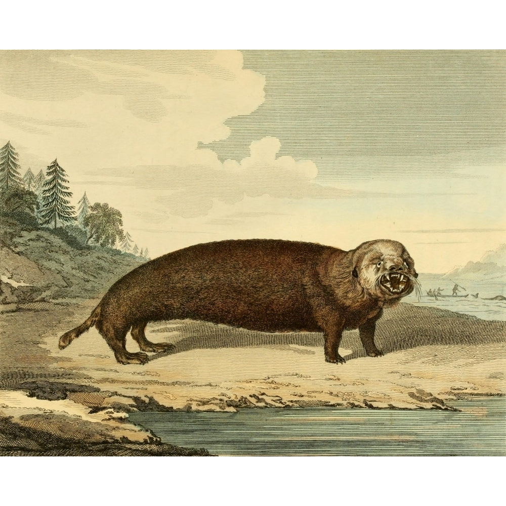 Musei Leveriani 1792 Sea Otter Poster Print by Charles R. Ryley Image 1